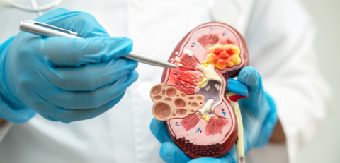 Nefrologia Nefrologia